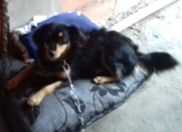 Cachorro ra a indefinida idade 2 anos nome Princesa 