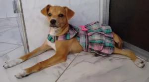 Cachorro raça Vira-lata idade 7 a 11 meses nome Mila