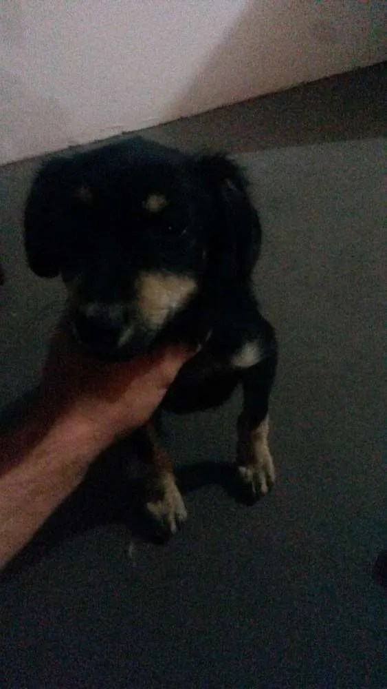 Cachorro ra a Vira lata idade 2 a 6 meses nome Pastinha