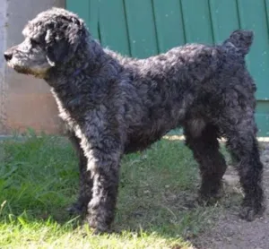 Cachorro raça SRD idade 3 anos nome DOLAN