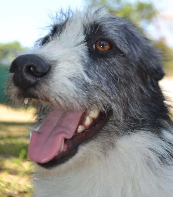 Cachorro ra a SRD idade 2 anos nome FAÍSQUINHA