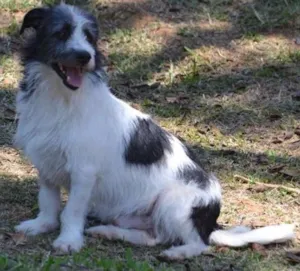 Cachorro raça SRD idade 2 anos nome FAÍSQUINHA