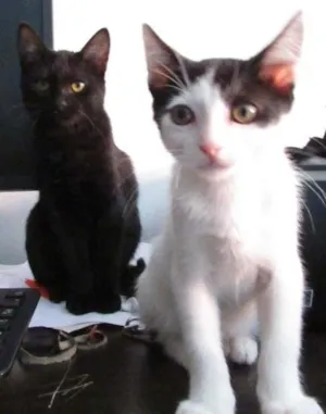 Gato raça SRD idade 2 a 6 meses nome Pixa e Jairo