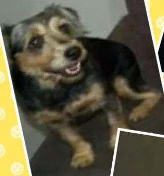 Cachorro ra a Schunauzer  idade 6 ou mais anos nome Megg