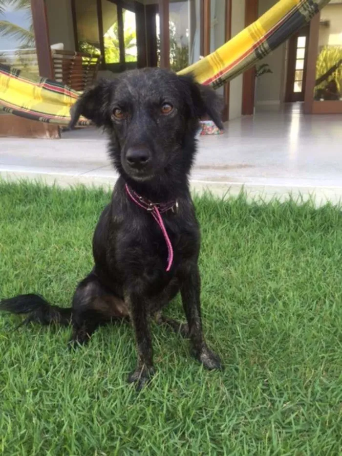 Cachorro ra a indefinida idade 1 ano nome Bela