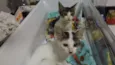 Romeu e Aluado