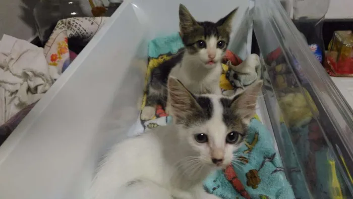 Gato ra a Não sei idade 2 a 6 meses nome Romeu e Aluado