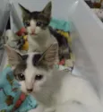Romeu e Aluado