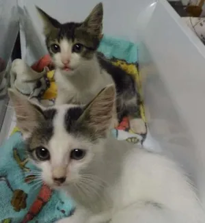 Gato raça Não sei idade 2 a 6 meses nome Romeu e Aluado