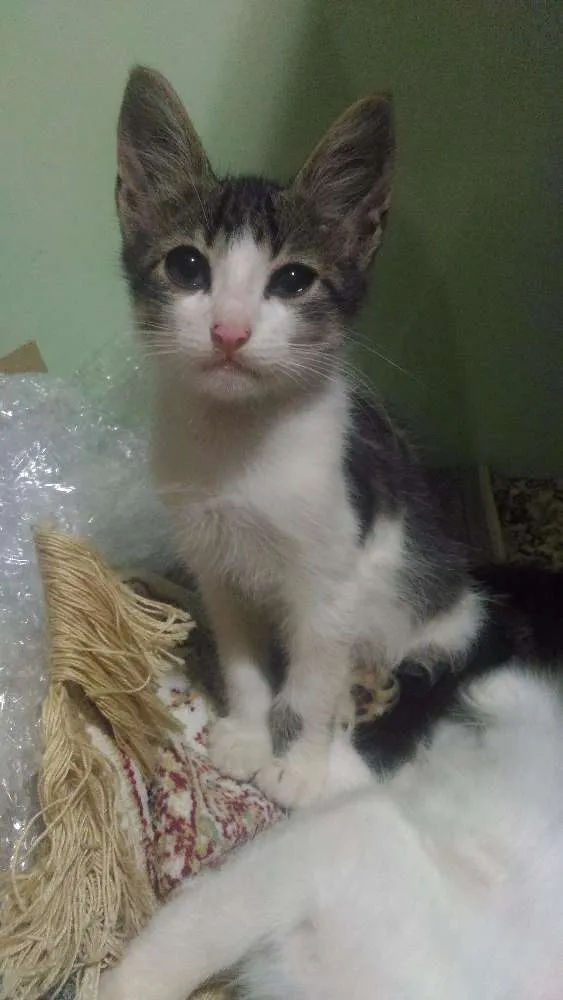 Gato ra a Não sei idade 2 a 6 meses nome Romeu e Aluado