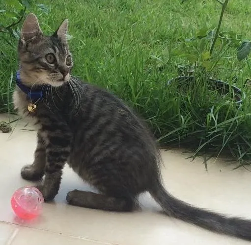 Gato ra a Srd idade 2 a 6 meses nome Pufoso