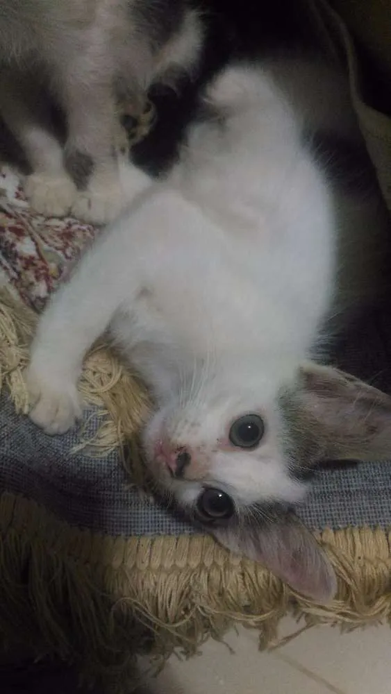 Gato ra a Não sei idade 2 a 6 meses nome Romeu e Aluado