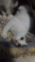 Romeu e Aluado