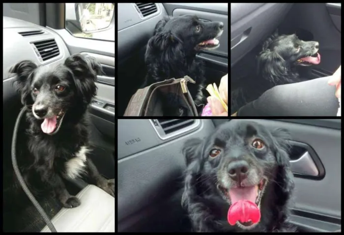 Cachorro ra a SRD idade 2 anos nome Luigi