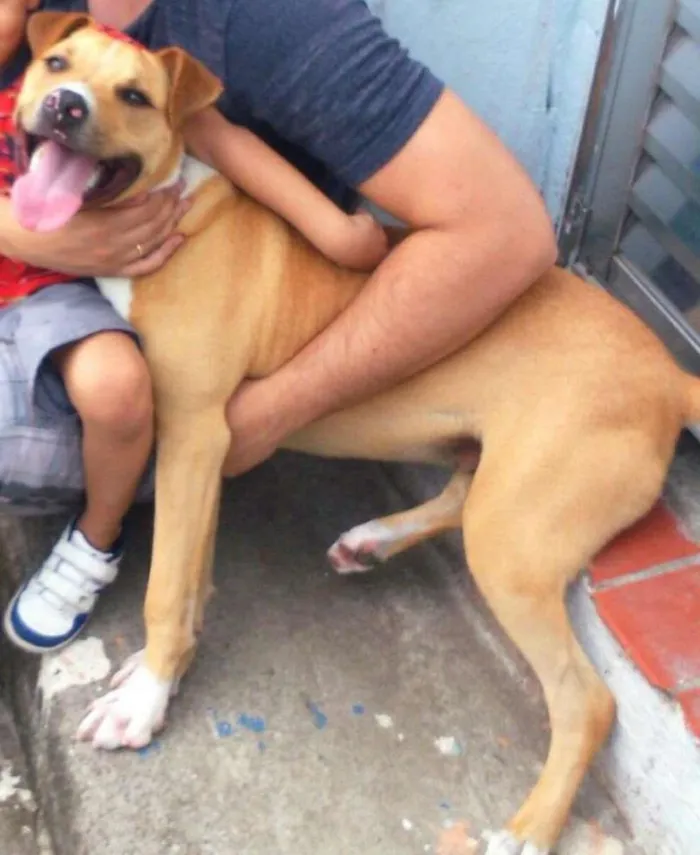Cachorro ra a Pit-Bull idade 2 anos nome tor