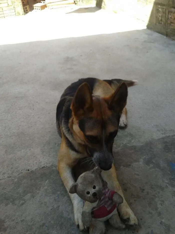 Cachorro ra a Vira-lata com pastor alemão idade 1 ano nome Thor