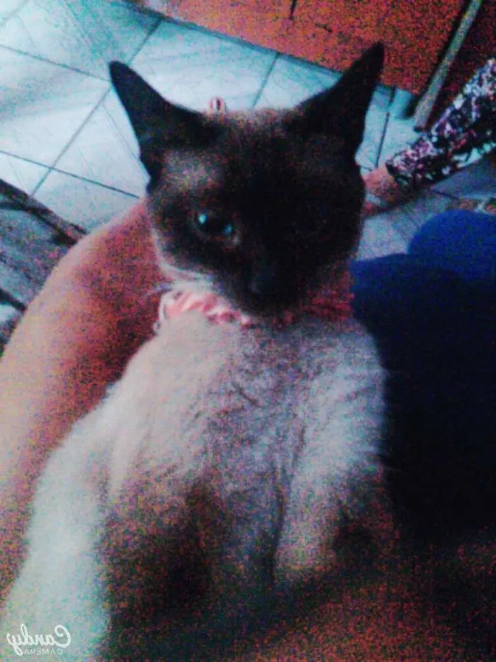 Gato raça Siamês idade 2 a 6 meses nome nininha;xuxinha;tiq