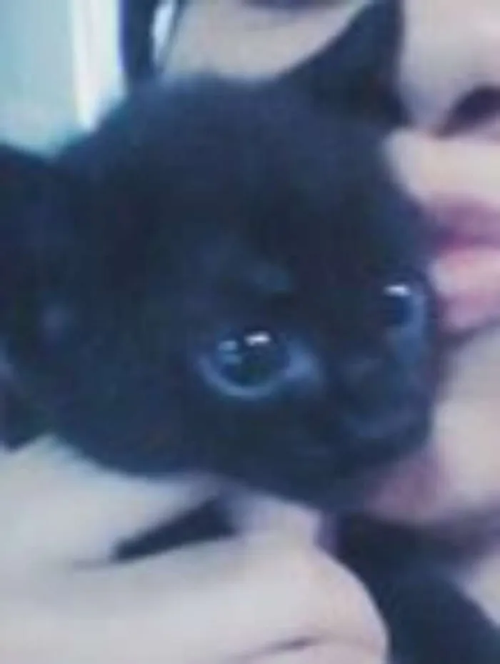 Gato raça preta idade 2 a 6 meses nome neguinho