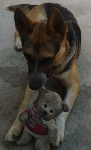 Cachorro raça Vira-lata com pastor alemão idade 1 ano nome Thor