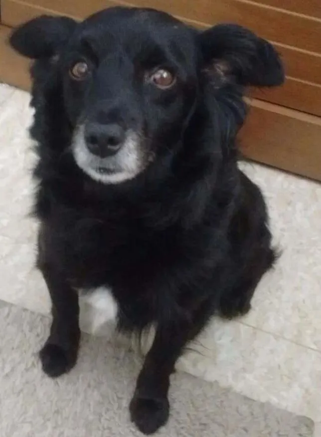 Cachorro ra a SRD idade 2 anos nome Luigi