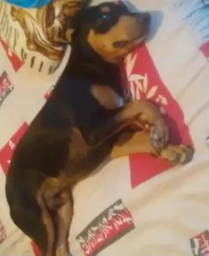 Cachorro raça Labrador idade 1 ano nome Toretto