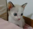 Zenaide (porque ela