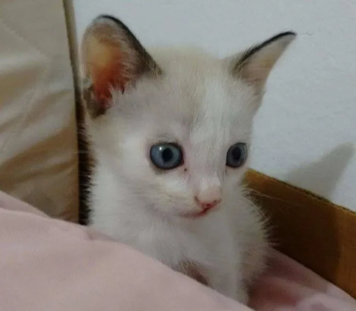 Gato ra a SRD idade Abaixo de 2 meses nome Zenaide (porque ela
