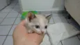 Zenaide (porque ela