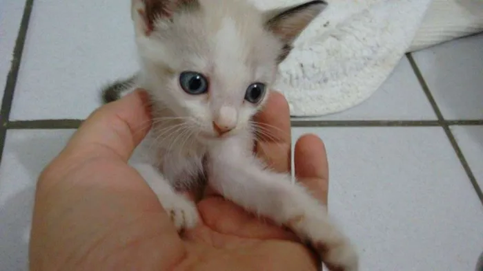 Gato ra a SRD idade Abaixo de 2 meses nome Zenaide (porque ela
