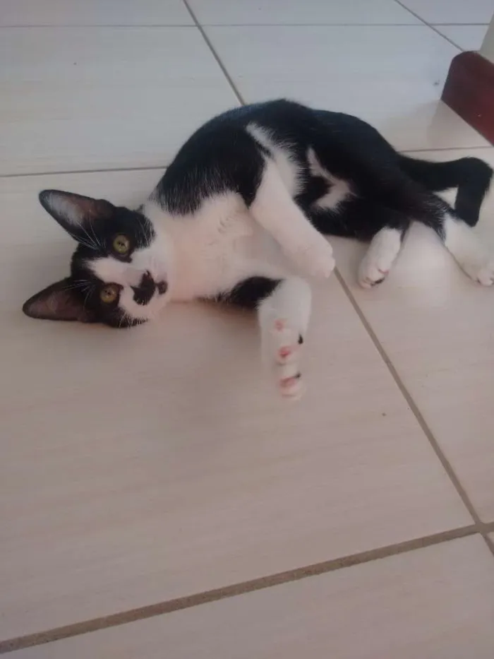Gato ra a N idade 2 a 6 meses nome Gatinhas