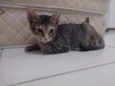Gatinhas