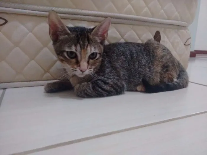 Gato ra a N idade 2 a 6 meses nome Gatinhas