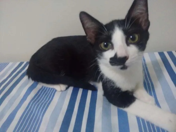 Gato ra a N idade 2 a 6 meses nome Gatinhas