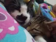 Gatinhas