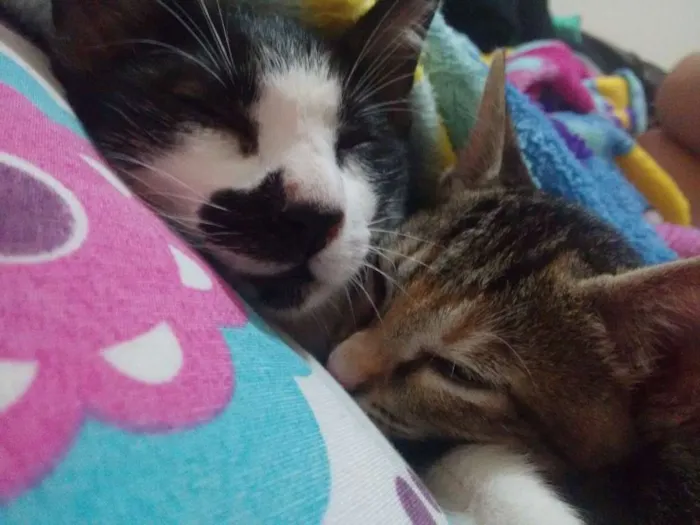 Gato ra a N idade 2 a 6 meses nome Gatinhas