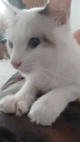 Ári