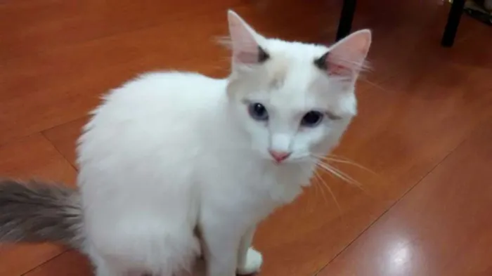 Gato ra a Sem raça definida idade 2 a 6 meses nome Ári
