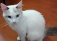 Ári