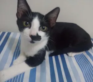 Gato raça N idade 2 a 6 meses nome Gatinhas