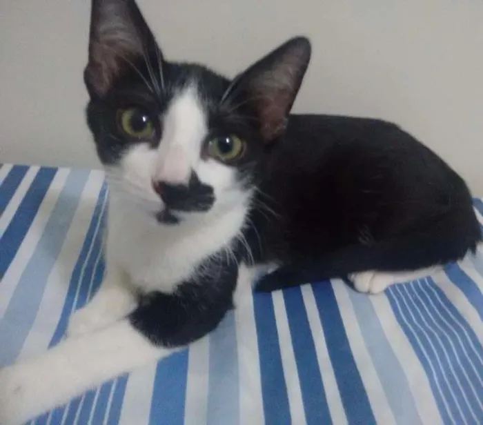 Gato ra a N idade 2 a 6 meses nome Gatinhas