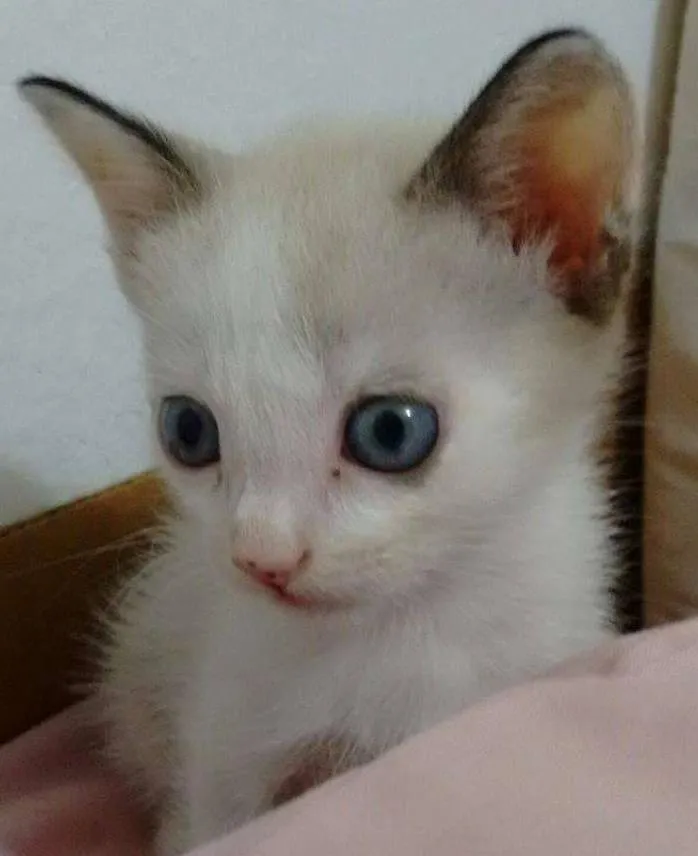Gato ra a SRD idade Abaixo de 2 meses nome Zenaide (porque ela