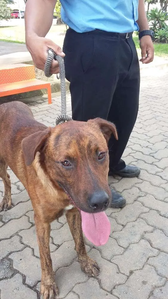 Cachorro ra a Indefinida idade 1 ano nome Sem nome