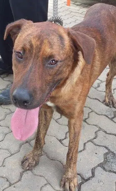 Cachorro ra a Indefinida idade 1 ano nome Sem nome