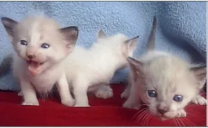 Gato raça Siamês idade Abaixo de 2 meses nome FILHOTE