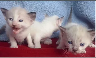 Gato ra a Siamês idade Abaixo de 2 meses nome FILHOTE