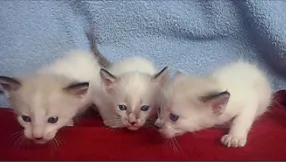 Gato ra a Siamês idade Abaixo de 2 meses nome FILHOTE