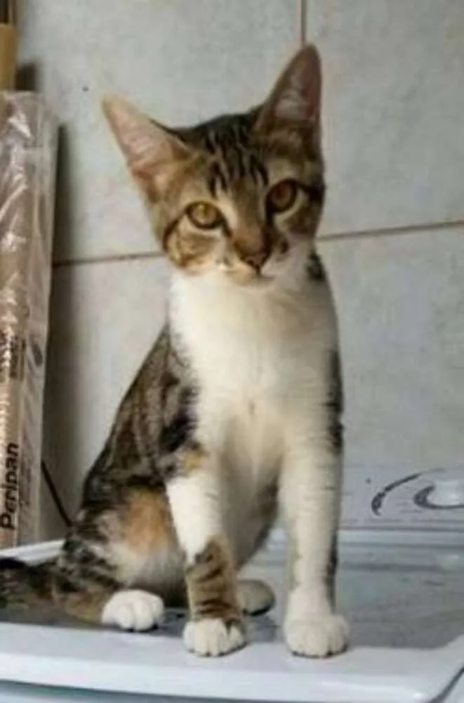 Gato raça  idade 2 a 6 meses nome Bryan