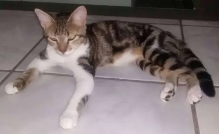 Gato raça  idade 2 a 6 meses nome Bryan