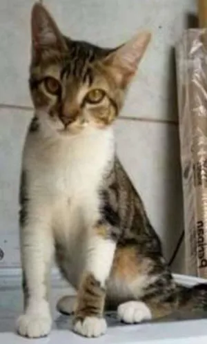 Gato raça  idade 2 a 6 meses nome Bryan