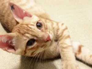 Gato raça SRD idade 2 a 6 meses nome Calvin 